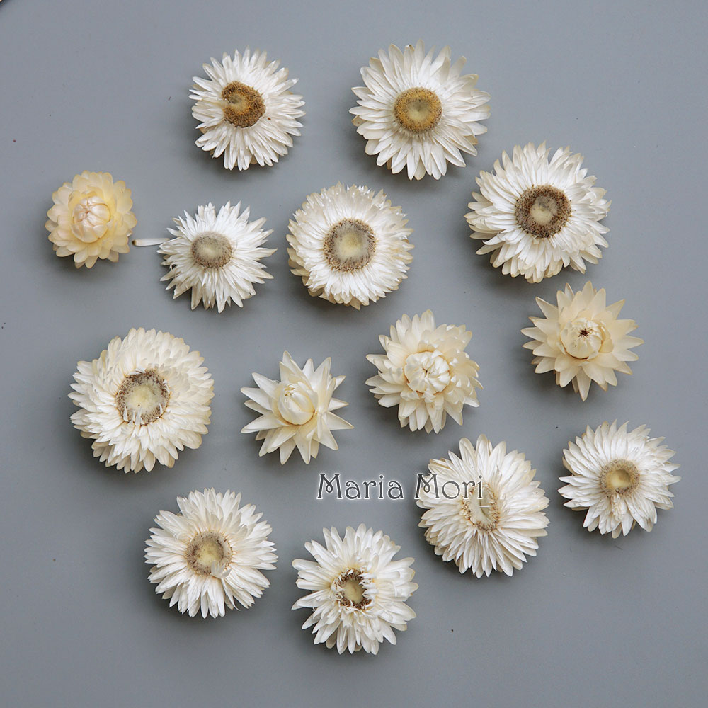 Natural Dried Colorful Chrysan - đánh giá và giá Xmas Candle Making