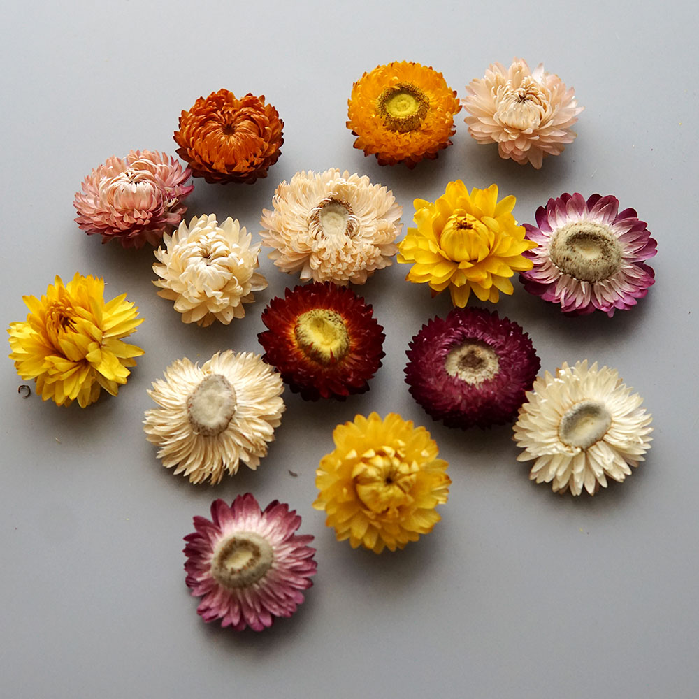 Natural Dried Colorful Chrysan - đánh giá và giá Xmas Candle Making