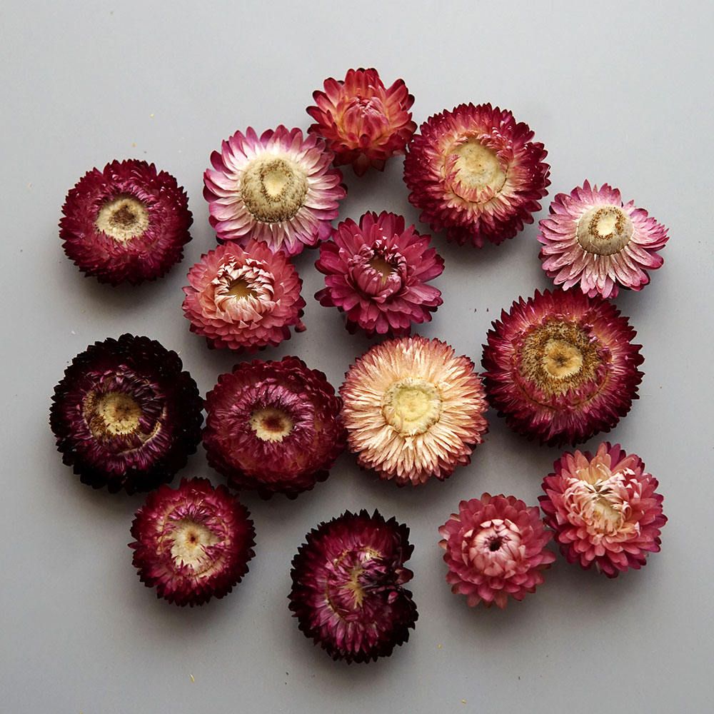 Natural Dried Colorful Chrysan - đánh giá và giá Xmas Candle Making