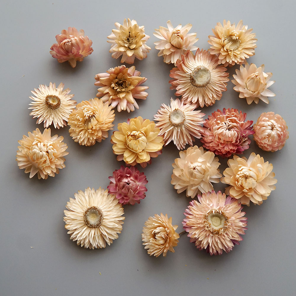 Natural Dried Colorful Chrysan - đánh giá và giá Xmas Candle Making